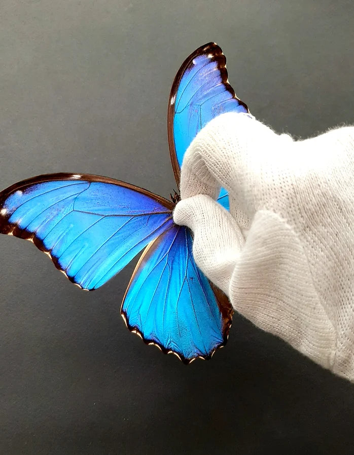 Papillon morpho 