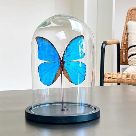 Cloche papillon Morpho