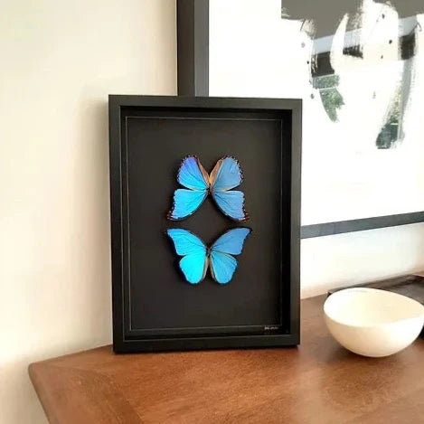 Cadre papillons Morpho bleus