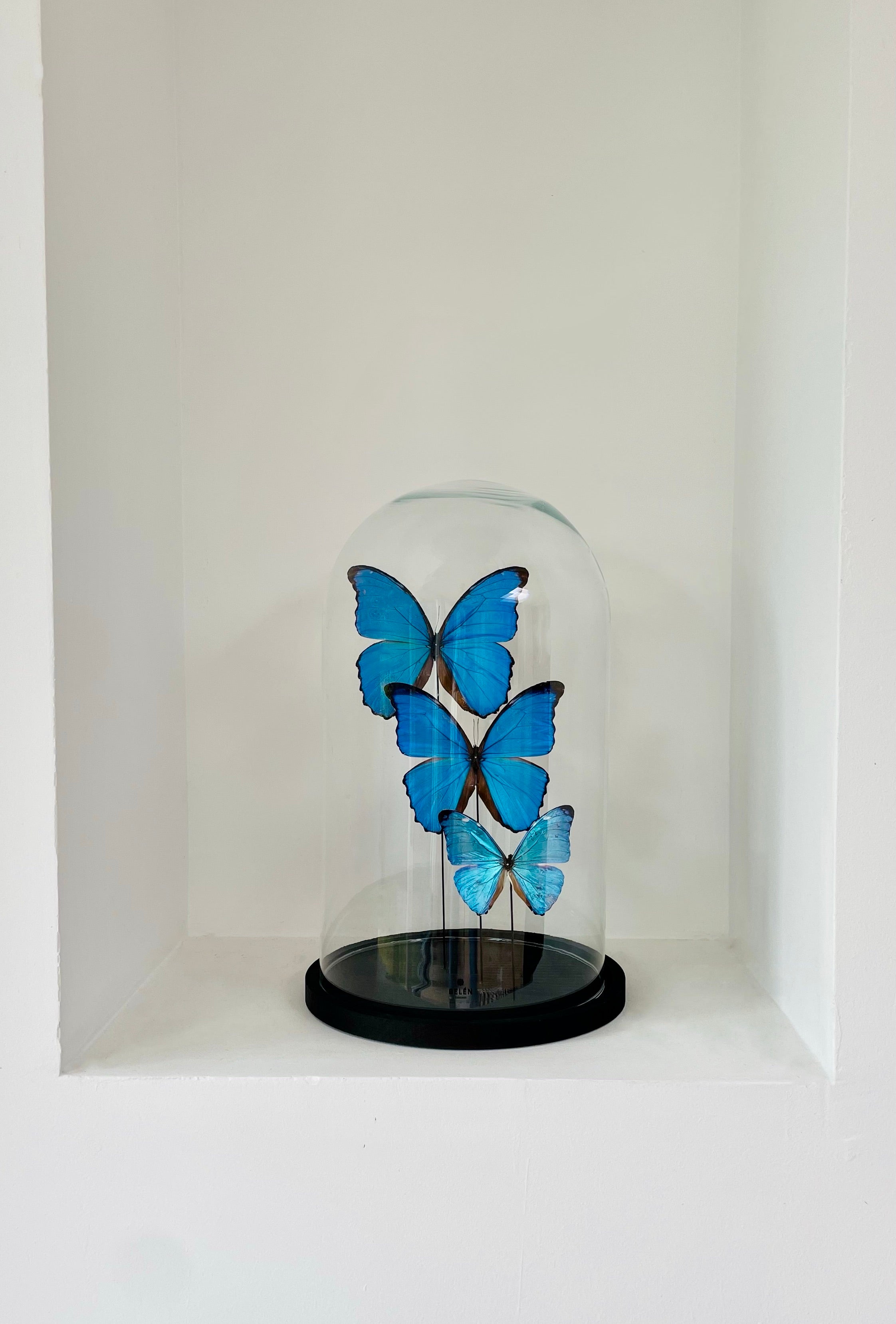 Cloche sur-mesure papillons Morpho bleus